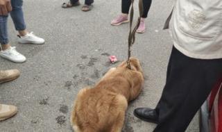 香肠派对身份卡军师 香肠派对身份卡军师