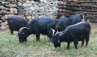 养殖合作社 养殖合作社