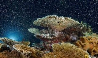 2021宣布灭绝的动物 2021宣布灭绝的动物