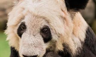 大熊猫丫丫身上有血洞 大熊猫丫丫身上有血洞