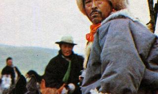 多情人总被无情的伤 多情人总被无情的伤